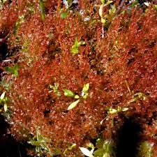 Attēlu rezultāti vaicājumam “Bryum funkii”