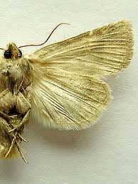 Attēlu rezultāti vaicājumam “Chortodes fluxa”