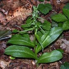 Attēlu rezultāti vaicājumam “Coeloglossum viride leaf”