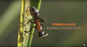 Attēlu rezultāti vaicājumam “Formica rufa imago”