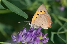 Attēlu rezultāti vaicājumam “Lycaena phlaeas underside”