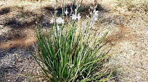 Image result for Asphodelus fistulosus