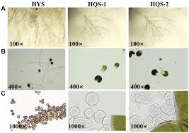 Attēlu rezultāti vaicājumam “Badhamiopsis scripta spores”