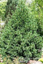 Image result for Pinus cembra