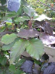 Attēlu rezultāti vaicājumam “Fagus sylvatica fo. purpurea leaf”