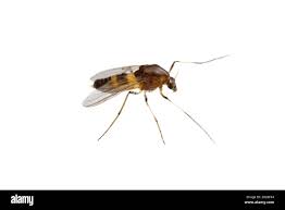 Attēlu rezultāti vaicājumam “Cricotopus male”