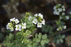 Attēlu rezultāti vaicājumam “Cardamine amara flower”