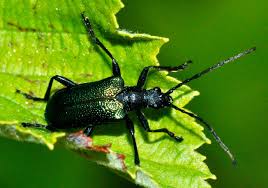 Attēlu rezultāti vaicājumam “Gaurotes virginea”