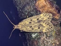 Attēlu rezultāti vaicājumam “Gelechia jakovlevi”