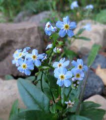 Attēlu rezultāti vaicājumam “Oenothera rubricauli”
