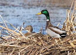 Attēlu rezultāti vaicājumam “Anas platyrhynchos eggs”
