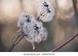 Attēlu rezultāti vaicājumam “Clematis fruit”