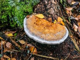 Attēlu rezultāti vaicājumam “Inonotus obliquus”