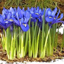 Attēlu rezultāti vaicājumam “Iris reticulata”