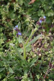 Attēlu rezultāti vaicājumam “Anchusa arvensis flower”
