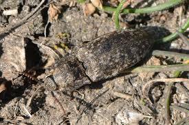 Attēlu rezultāti vaicājumam “Agrypnus murinus”