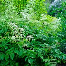 Image result for Aruncus dioicus
