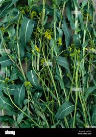 Image result for Isatis tinctoria