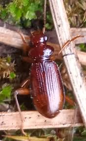 Attēlu rezultāti vaicājumam “Leistus terminatus”