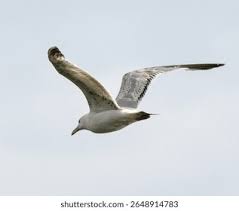 Image result for Larus cachinnans