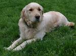 File:Golden retriever-033.JPG - Wikimedia Commons