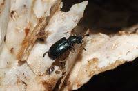 Attēlu rezultāti vaicājumam “Necrobia violacea”