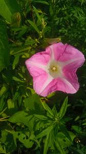 Attēlu rezultāti vaicājumam “Calystegia sepium flower”