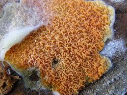 Attēlu rezultāti vaicājumam “Leucogyrophana sororia”