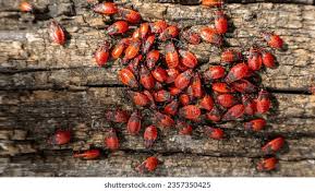 Attēlu rezultāti vaicājumam “Pyrrhocoris apterus imago”