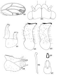Attēlu rezultāti vaicājumam “Trioza dispar”
