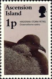 Image result for Oceanodroma castro