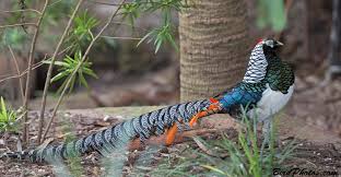 Image result for Chrysolophus amherstiae