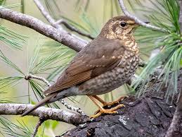 Image result for Zoothera sibirica