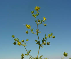 Attēlu rezultāti vaicājumam “Potentilla supina flower”