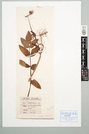 Attēlu rezultāti vaicājumam “Sium latifolium”