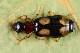 Attēlu rezultāti vaicājumam “Dromius quadrimaculatus”