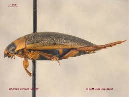 Attēlu rezultāti vaicājumam “Rhantus frontalis”