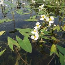 Attēlu rezultāti vaicājumam “Alismataceae”