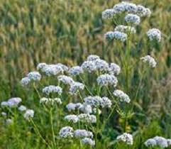 Image result for Baldrian