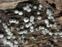 Attēlu rezultāti vaicājumam “Lasiosphaeria ovina”