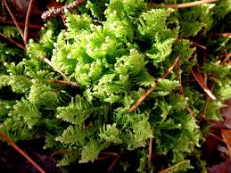 Attēlu rezultāti vaicājumam “Hypnum cupressiforme sporophyte”