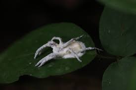 Attēlu rezultāti vaicājumam “Amaurochaete fusiformis”