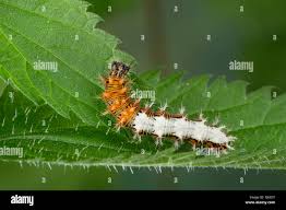 Attēlu rezultāti vaicājumam “Polygonia c-album larva”