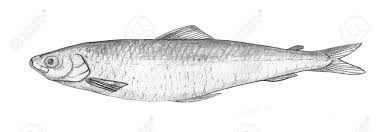 Image result for Coregonus albula