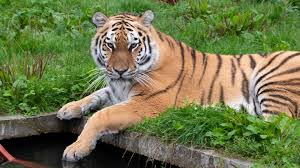 Afbeeldingsresultaat voor tijgers