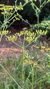 Attēlu rezultāti vaicājumam “Pastinaca sativa subsp. sylvestris leaf”