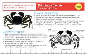 Image result for Eriocheir sinensis