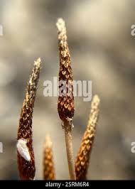 Attēlu rezultāti vaicājumam “Myosurus minimus flower”