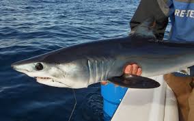 Image result for Isurus oxyrinchus