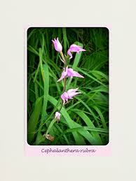Attēlu rezultāti vaicājumam “Cephalanthera rubra”